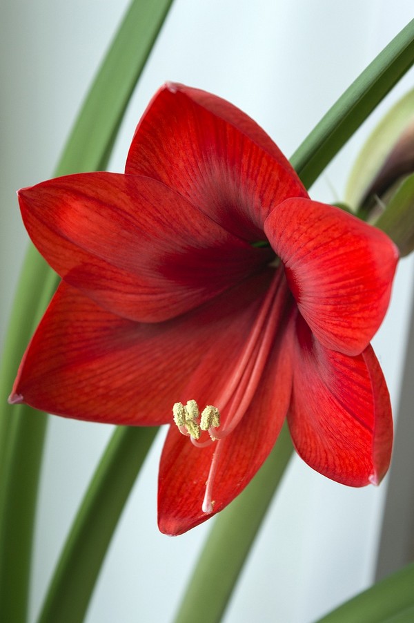 Are Amaryllis Poisonous To Dogs / Cats?