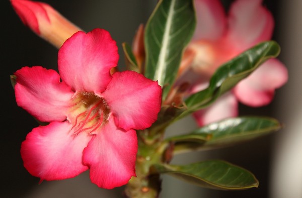 is-desert-rose-poisonous-to-dogs-cats